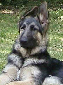 Four-month old German Shepherd Puppy