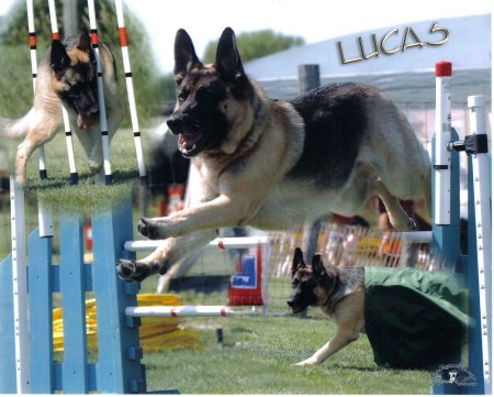 Agility is fun to train and compete in