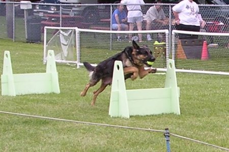 Flyball Training