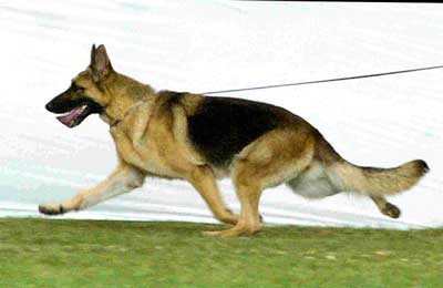 German Shepherd Dog in motion