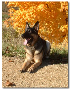 German Shepherd Dog Club of Wiscsonsin