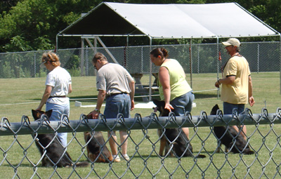Obedience Training