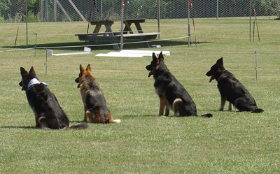 Advanced Obedience Training
