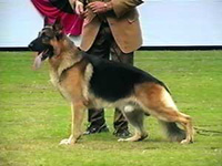 German Shepherd Structure